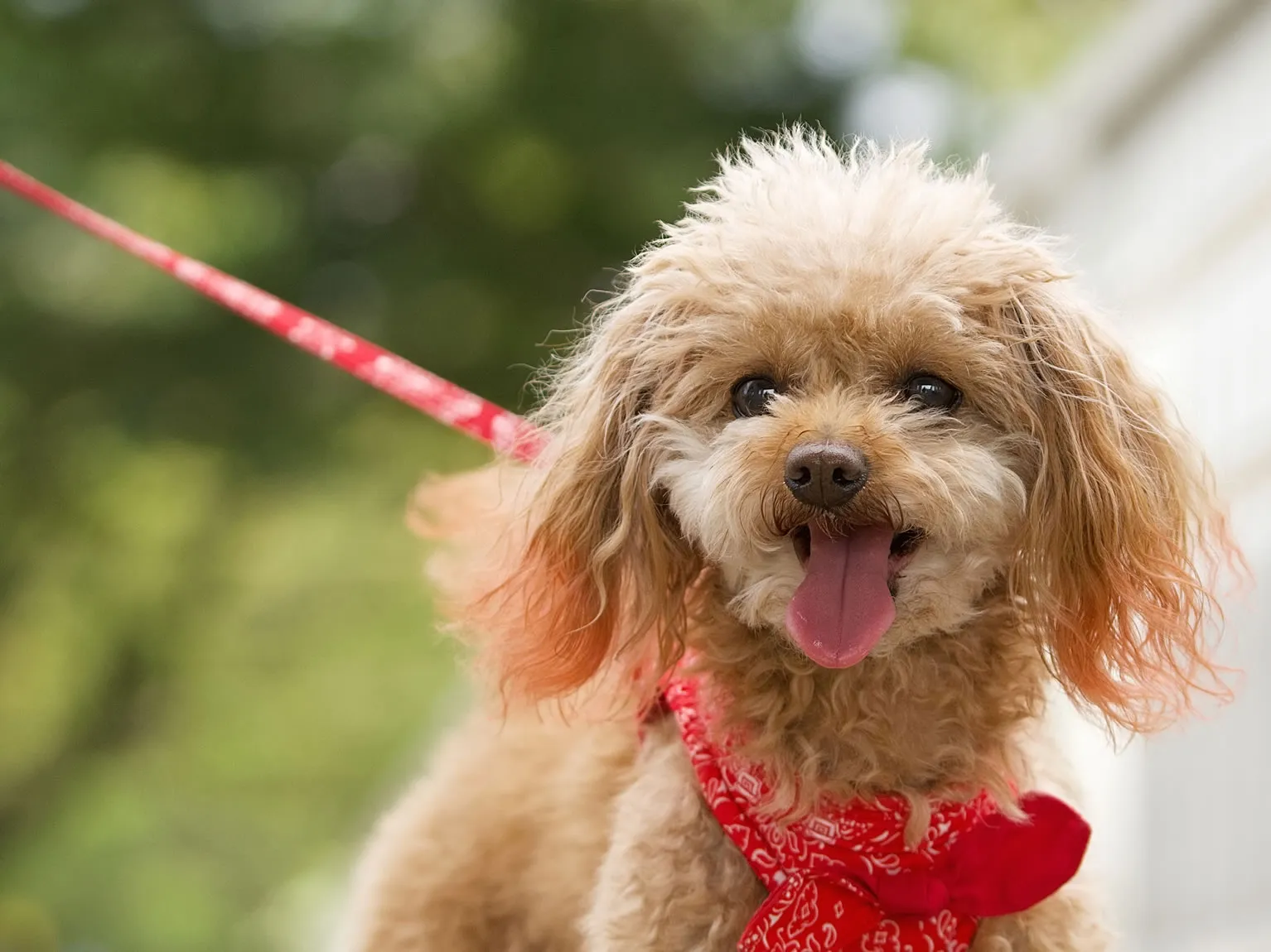 愛犬のそばにハーブを置いた様子。犬へのハーブケアのイメージ｜ヴィーナース メディカルハーブLABO ペットハーブ講座犬編
