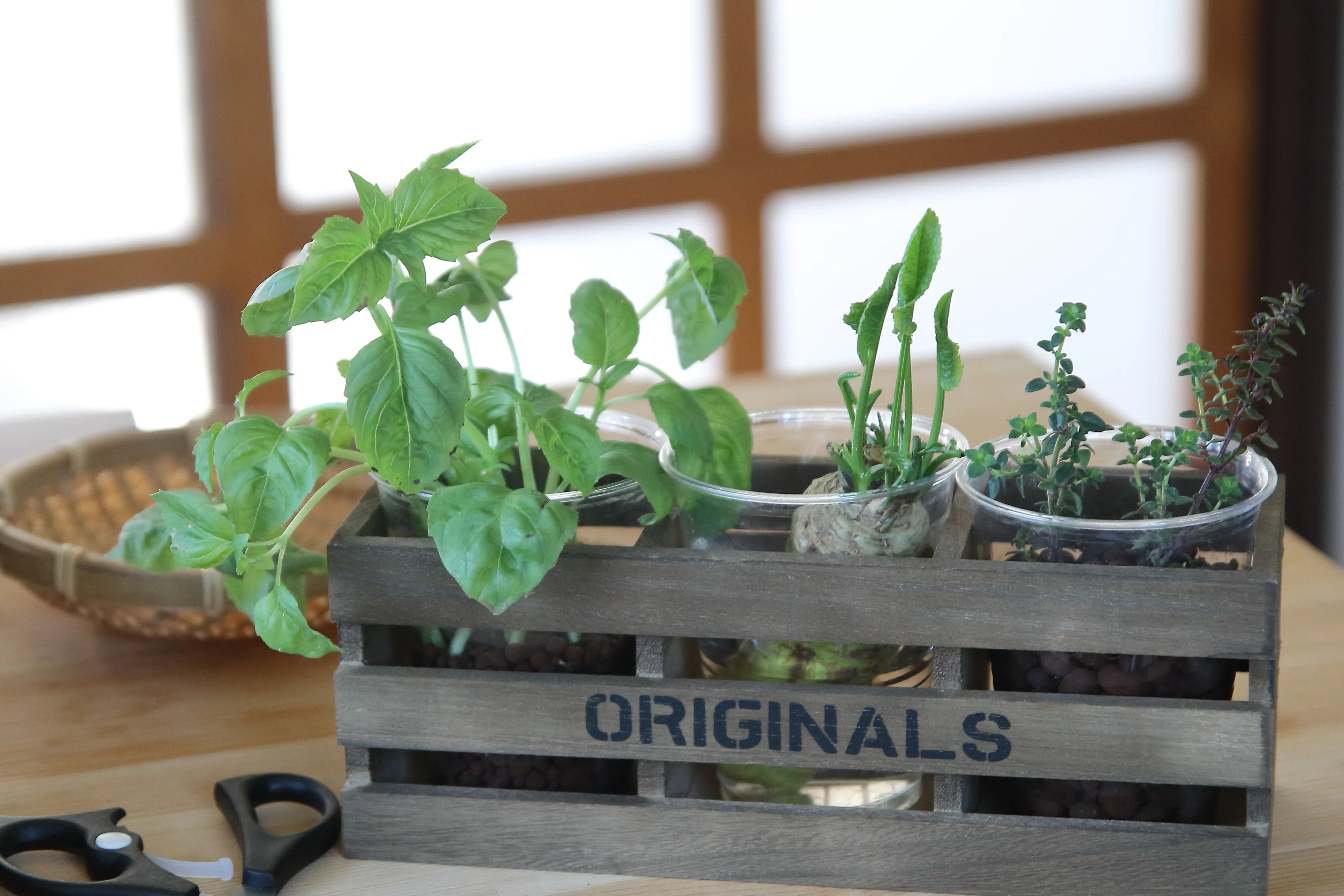 エコロジカルハーバリズム園芸コースで学ぶハーブの植物｜ヴィーナース メディカルハーブLABO 東京秋葉原校