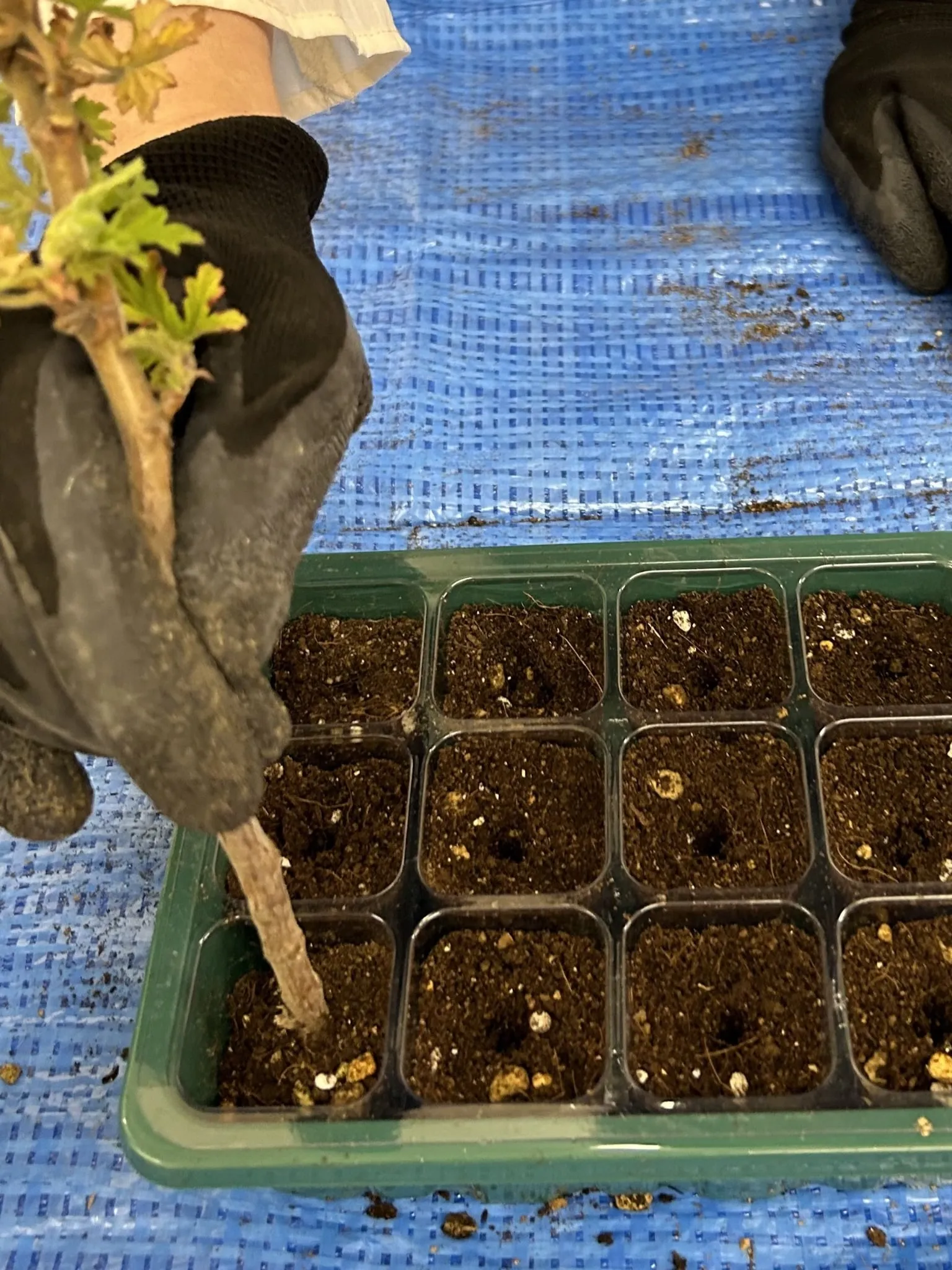 エコロジカルハーバリズム体験講座・ハーブの若芽クローズアップ・受講生が実習中の様子④