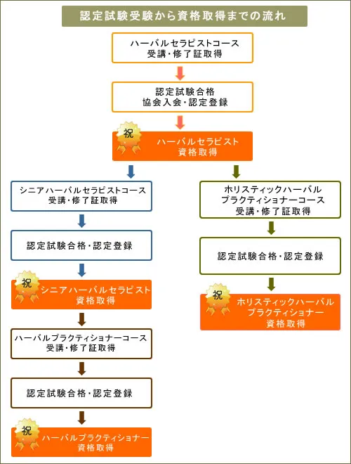 ヴィーナースメディカルハーブラボのJAMHA資格取得フローチャート。ハーバルセラピストからホリスティックハーバルプラクティショナーへの資格ルートを示した図。