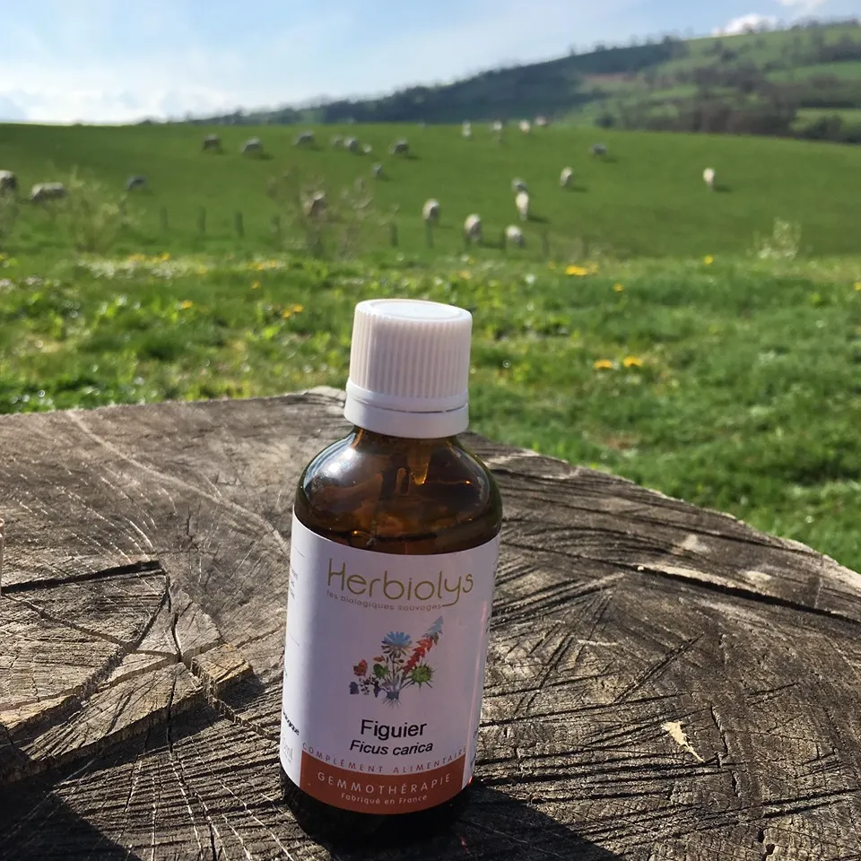 植物の新芽・蕾から抽出したジェモエッセンス｜ジェモセラピー体験講座｜ヴィーナース メディカルハーブLABO