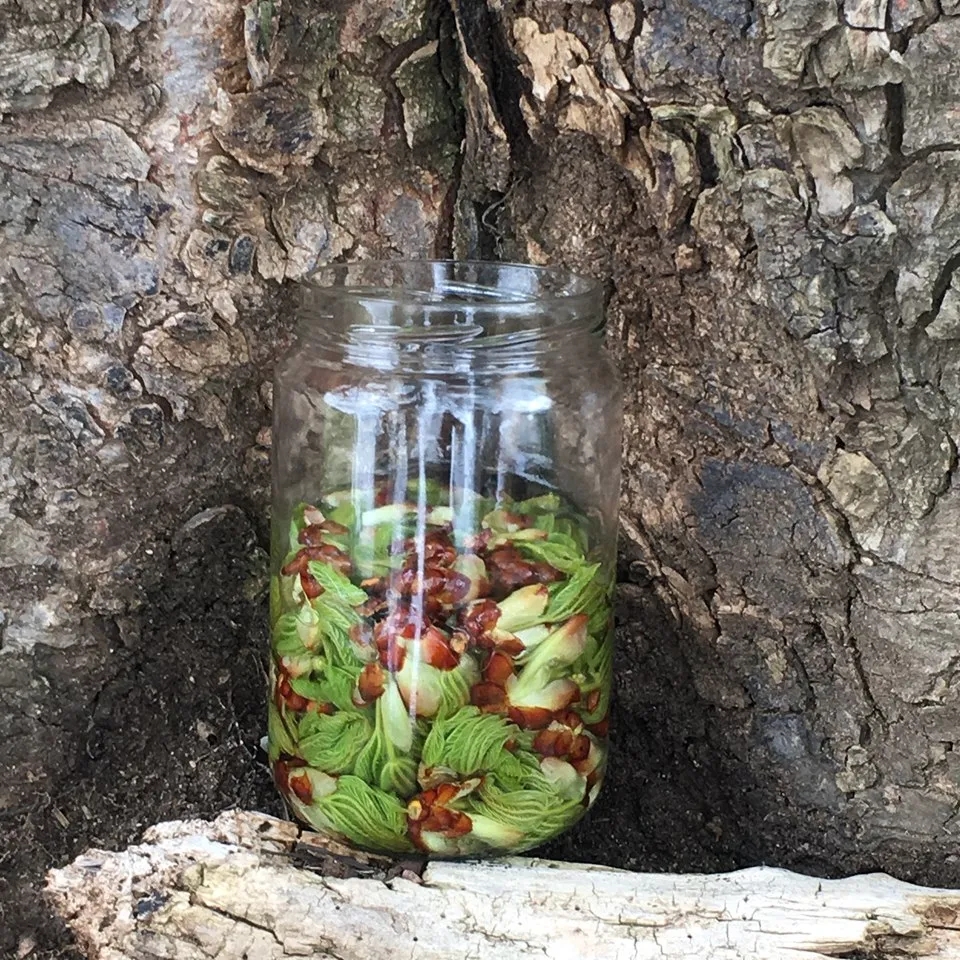 1950年代ベルギーのポール・ヘンリー医師が研究を開始したジェモセラピーの歴史｜ヴィーナース メディカルハーブLABO