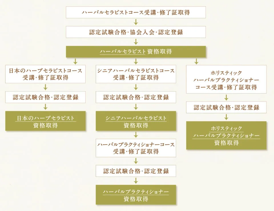 ヴィーナースで取得できるハーブ資格のステップ図。日本のハーブセラピスト取得後の上位資格へのルートを示したフローチャート（日本メディカルハーブ協会）。