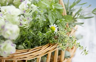 ハーブティーカップとハーブの葉｜メディカルハーブの様々な使い方