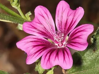 マローブルー（ウスベニアオイ）のハーブティー｜青色からレモンでピンクに変わる