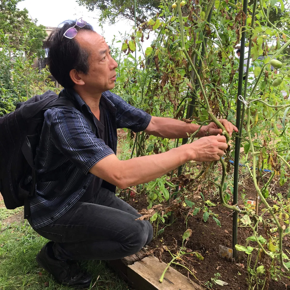 有機栽培講座で指導する木村正典博士（農学博士・日本メディカルハーブ協会理事）｜ヴィーナース メディカルハーブラボ