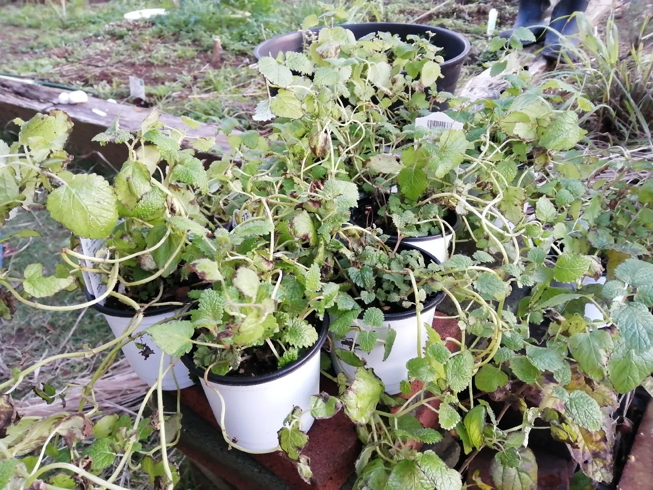 木村式有機栽培講座のお土産・ハーブポットプレゼント