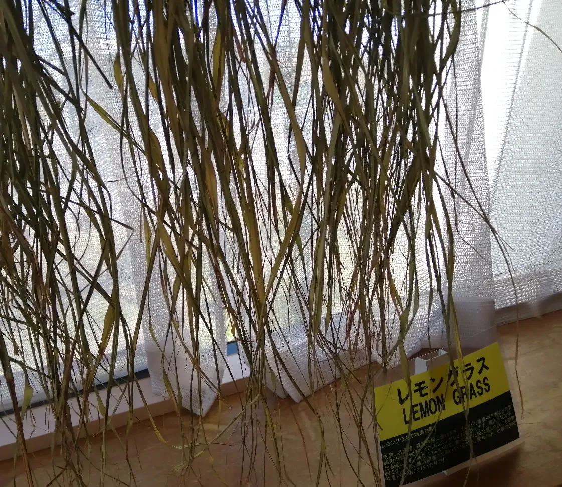 太陽の里ハーブガーデンでの収穫物・レモングラス（木村式有機栽培）